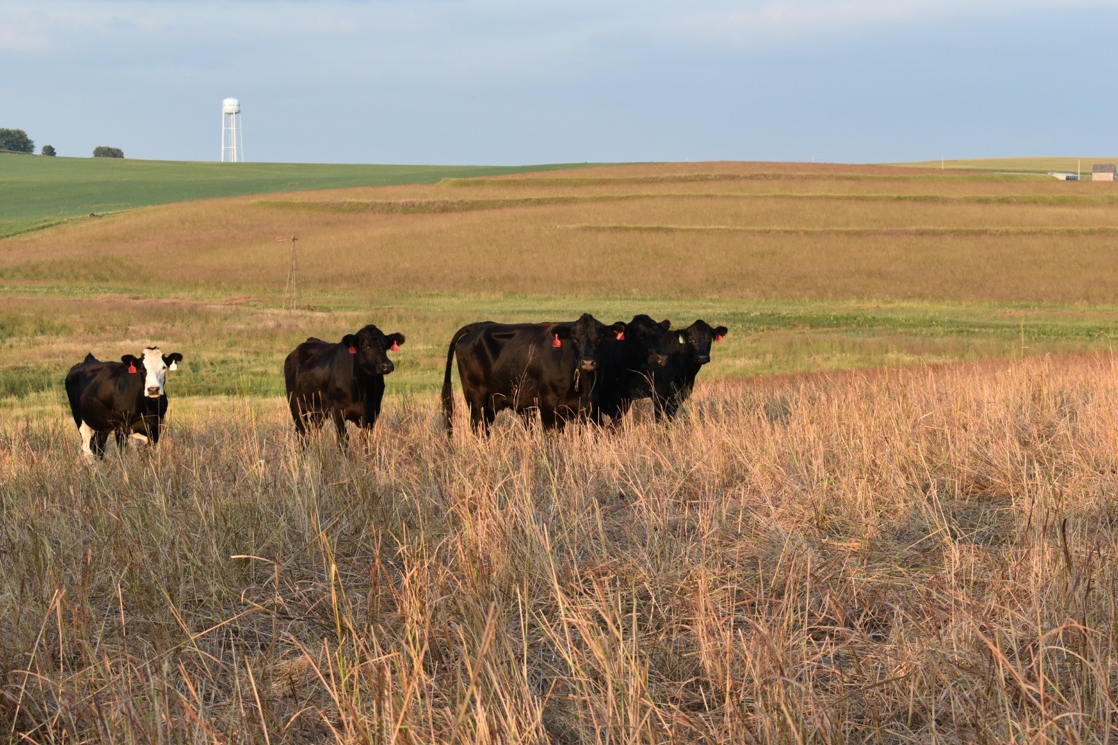 CRP Forage Use in Beef Cattle Diets | Iowa Beef Center