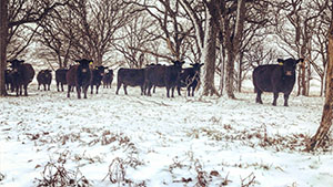 Cows grazing snow covered ground