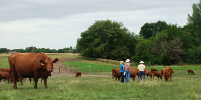 photo: Cattle graze while farmer and visitors walk through the herd.