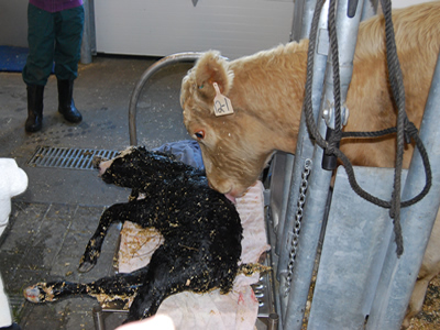 calf care