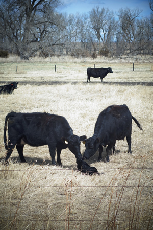 photo: Beef cows caring for calf while on pasture.