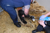 pulling the calf