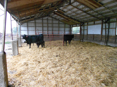 Calving area