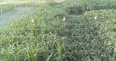 Figure 1: Plots of forage sorghum, sudangrass, and sorghum x sudangrass.
