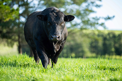 Black adult bull in green pasture.