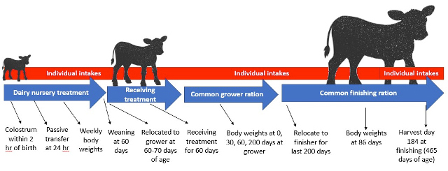 Growing rate comparison of calves fed high starch and low starch nursery diets.