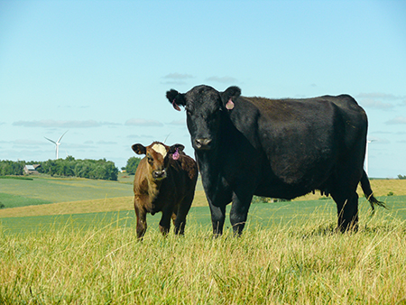 Cow and calf in field.