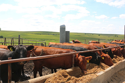 Beef cattle eating, photo by Lisa Scarbrough.