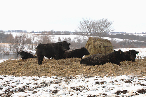 Bulls on hay surrounded by snow fields.