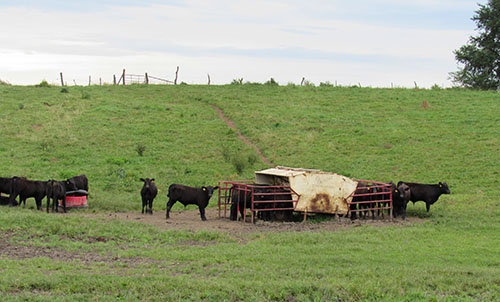 Calves eating from creep feeders.