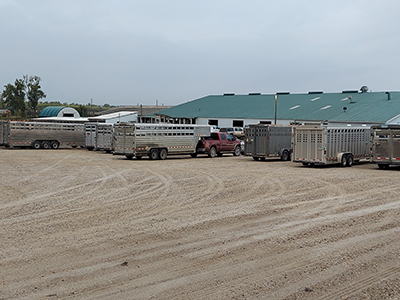 Pickup and trailers outside of livestock auction barn.