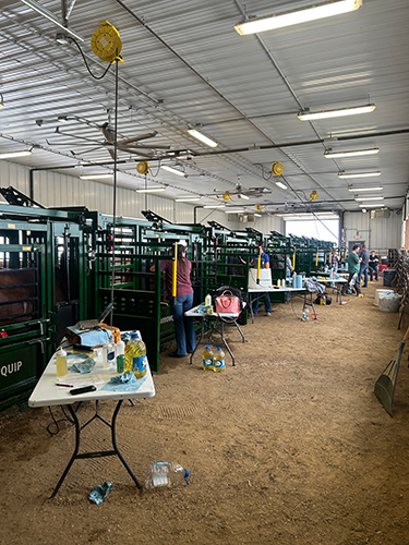 Multiple cattle chutes in a row restraining cattle while people take ultrasound images of certain muscles.