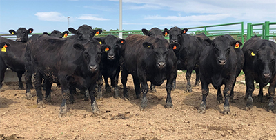Group of black steers.