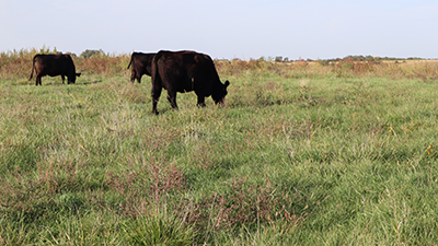 Three cows grazing pasture with weeds.