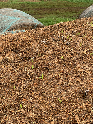 Uncovered silage pile with corn sprouting and mushrooms growing.