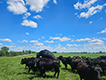 Black cows and calves grazing.