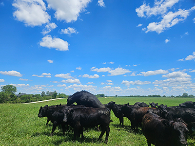 Black cows and calves grazing.