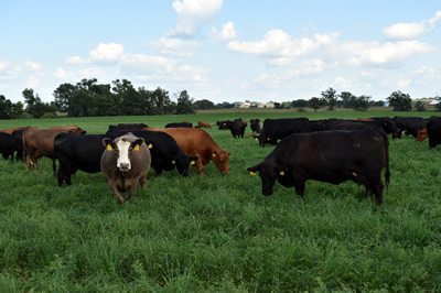 Cattle Grazing In An Alfalfa Field.