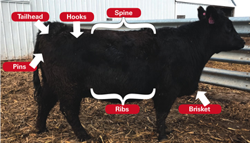 Key areas for palpating cows.