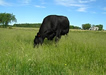 BRANDS software photo of cow grazing in pasture.