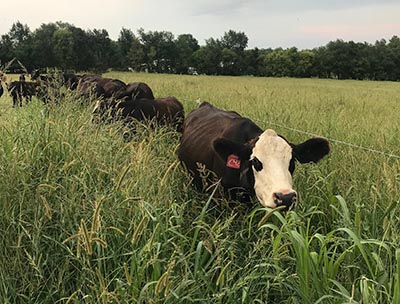 Cattle Grazing Forages.