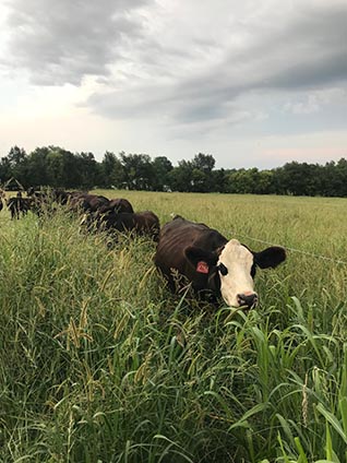 Cattle grazing a mix of summer annuals.