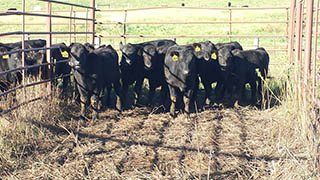 Black cattle in outdoor pen.