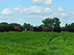 Cattle grazing in pasture near trees.