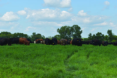 Cattle grazing in pasture near trees.