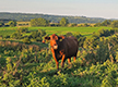 Red cattle in pasture.