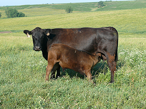 Cow and calf in pasture.