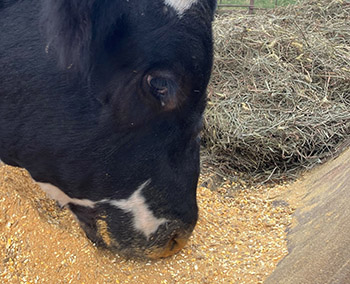 Cow eating feed.