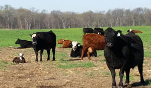 Cows and calves in pasture.