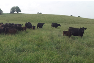 Cow-calf pairs grazing in pasture.