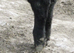 Cocked rear ankle of beef steer.