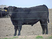 Black steer standing behind wire fence.