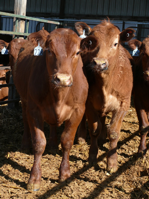 Cattle in feedlot.