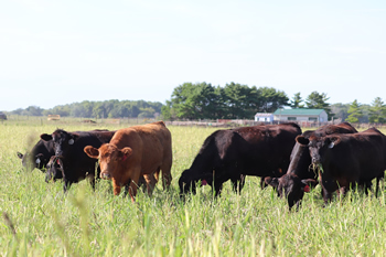 Cattle grazing in pasture.