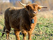 Highland cattle wearing collars for virtual fence system