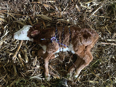 Calf With Madigan Squeeze Rope Usage.