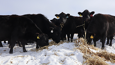 Grazing Cattle In Snow.