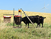 Cowa at mineral feeder in a field.