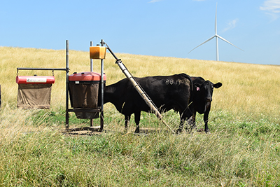 Cows at mineral feeder in field.