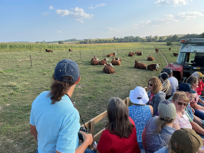 Tour attendees viewing cattle.