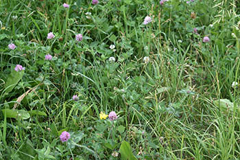 Pasture with clover.
