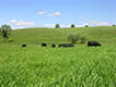 Cattle grazing in pasture.
