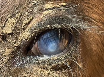 Example of pinkeye in a calf.