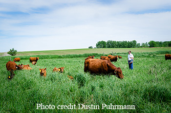 Red cows and calves in pasture.