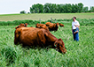 Cows and calves with people in pasture.