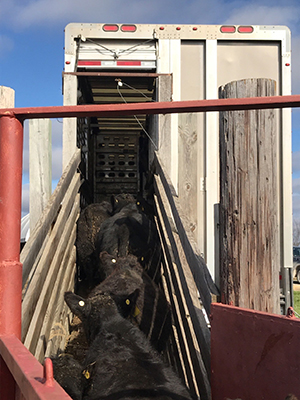 Black calves being loaded on livestock truck.